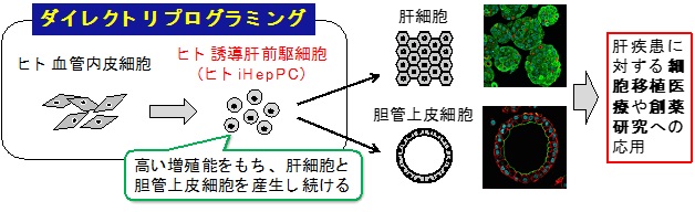 ダイレクトリプログラミング法を用いてヒト肝前駆細胞を作製する